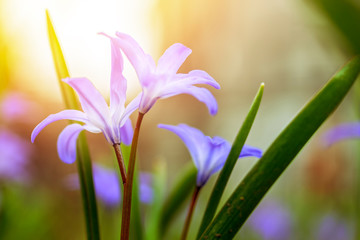 Naklejka premium Floral spring nature landscape wild lilac flowers in a meadow on the background of the Sunny sky. Dreamy gentle airy artistic image of early morning. Soft focus