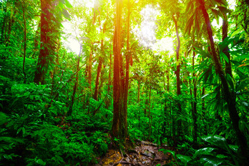 Sun shining over green trees in Basse Terre jungle