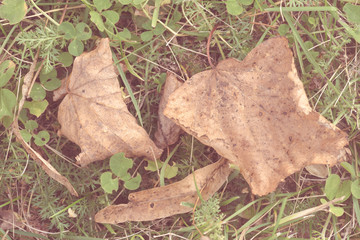 Autumn dry leaves of fallen trees lie on green grass.