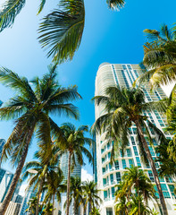 Fototapeta na wymiar Coconut palms and skyscrapers in downtown Miami