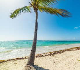 Palm tree Raisins Clairs shore in Guadeloupe