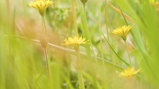 fleur jaune, champs de fleur concept fond