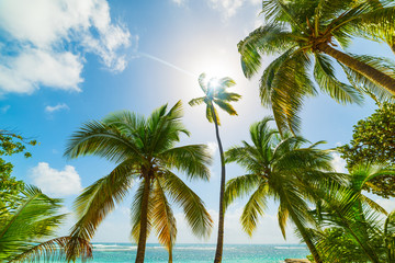 Fototapeta na wymiar Palm trees and blue sea in la Caravelle beach in Guadeloupe