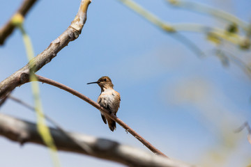 Orange and green hummingbird sits quietly on a branch in a garden