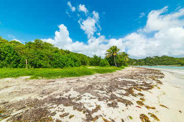 Pointe de la Saline shore in Guadeloupe