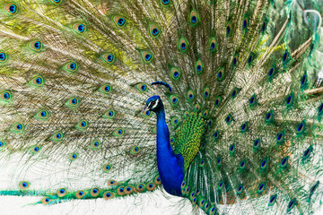 Obraz premium Peacock preens and shows off feathers in a wide arc