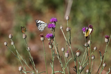 Schmetterling / Butterfly