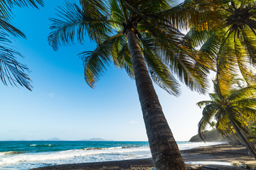 Palm trees in Grande Anse beach in Guadeloupe