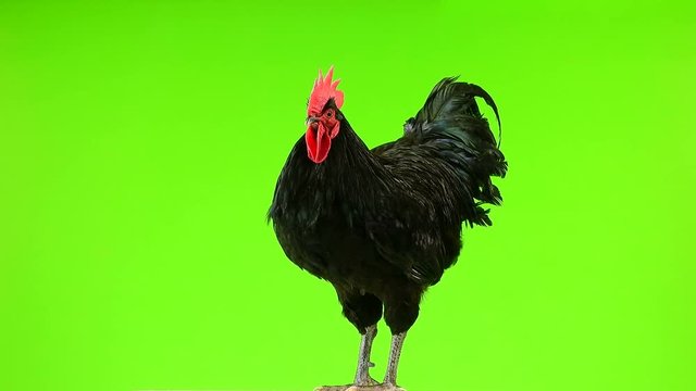 black rooster australorp (Gallus gallus) with dark green plumage sings on green screen. sound