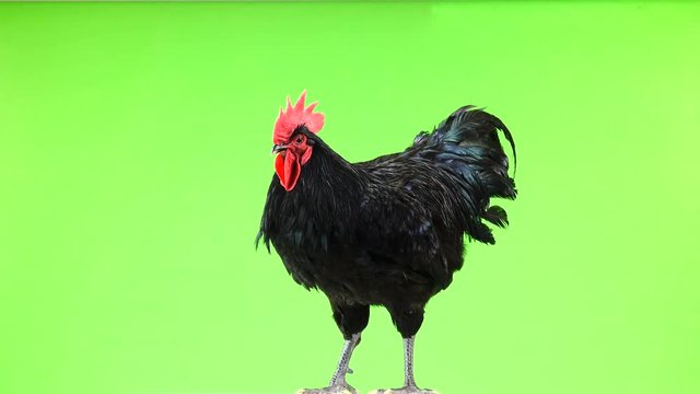 black rooster australorp (Gallus gallus) with dark green plumage flapping his wings on green screen,  sound