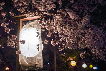 Japanese cherry blossom at night 