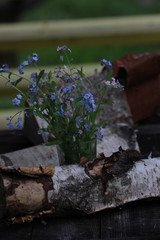 blue flowers Myosotis at night on a birch stump