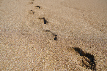 Beach sands background