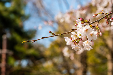 Cherry blossom in spring for background or copy space for text