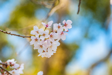 Cherry blossom in spring for background or copy space for text