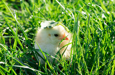 The little chicken on a green grass