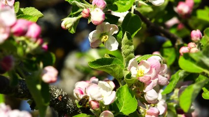 apple tree blossom with bee in spring