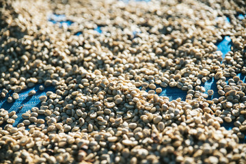 Close up Sun dried Arabica coffee beans on blue net with copy space in the Akha village of Maejantai on the hill in Chiang Mai, Thailand.
