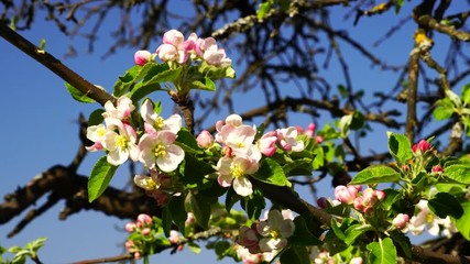 Apple tree blossoms with bee