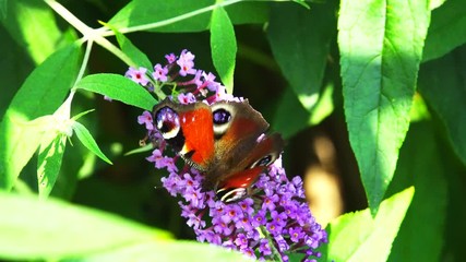 Butterfly on apurple flower in spring
