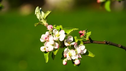 Apple tree blossoms with bee