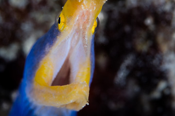 A ribbon eel, Rhinomuraena quaesita, opens its jaws in Indonesia.