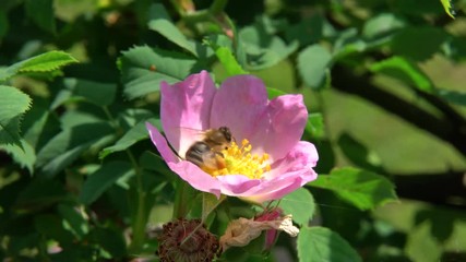 Bee full of pollen harvests a wild rose blossom in spring