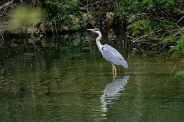 Héron dans l'eau