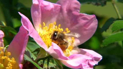 Bee full of pollen harvests a wild rose blossom in spring