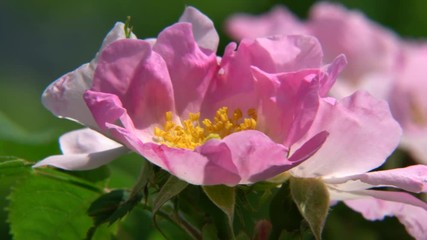 Bee full of pollen harvests a wild rose blossom in spring