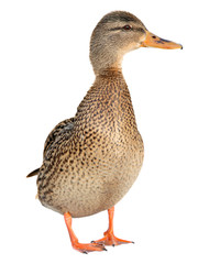 Closeup of a drake, Female Mallard, wild duck shooting outdoors.