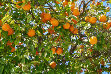 Orange tree background