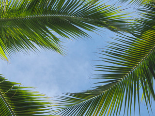 Fototapeta premium green leaf of palm tree for background