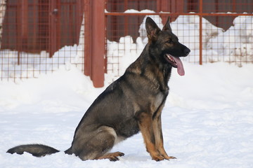 German shepherd in the snow