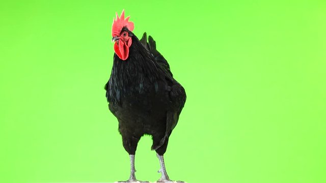 black rooster australorp (Gallus gallus) with dark green plumage rotation on green screen