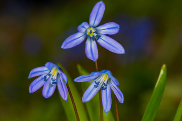 Primrose, the first spring flower -  Scilla bifolia .