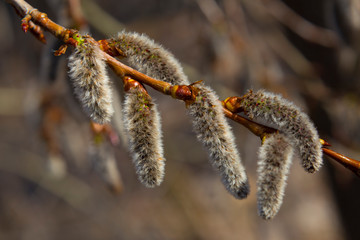 Naklejka premium Aspen branch with blooming catkins in forest