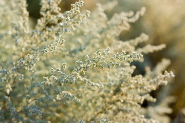 Wormwood bush