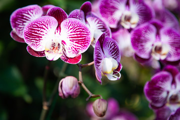 beautiful orchids in a tropical garden