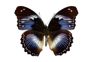 Hypolimnas salmacis on white background