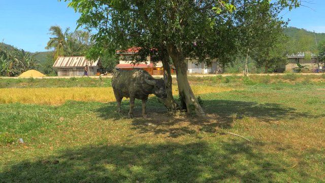 Close-up shot of dirty water buffalo (carabao) tied to the tree. Palawan island, Philippines.