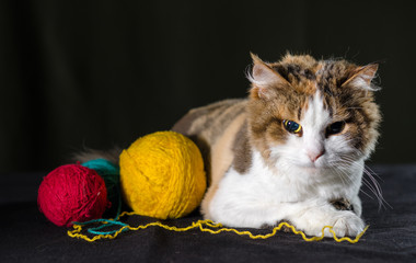 tricolor cat hugging a balls of yellow red blue yarn