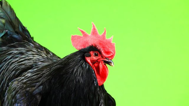 portait black rooster australorp (Gallus gallus) with dark green plumage on green screen