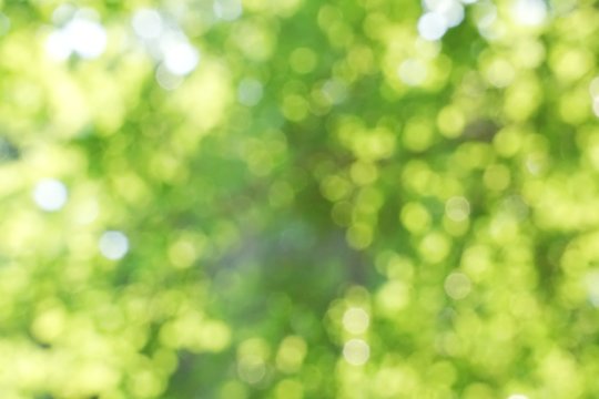 Blurred green garden or forest with sunlight bokeh background.