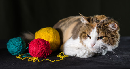tricolor cat hugging a balls of yellow red blue yarn