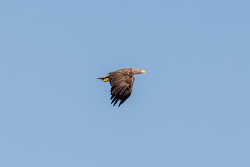 Seeadler