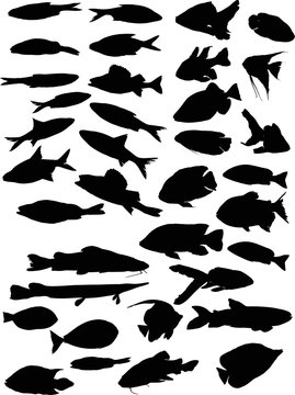 huge set of fish silhouettes on white