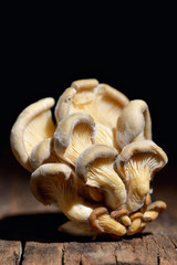 Bunch of shimeji mushrooms