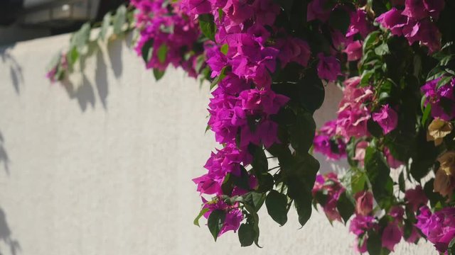 begonville flower brach white wall on background