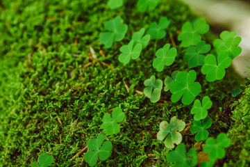 clover close up. st patricks day. copy space